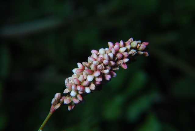 Persicaria cfr. lapathifolia s.l.